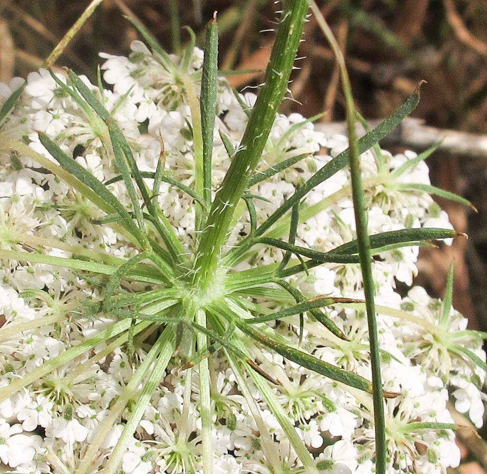 Image of Daucus broteri specimen.