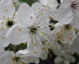 Prunus cerasifera. Цветки. Украина, г. Киев, Южная Борщаговка, просп. Академика Королёва, в культуре. 24 апреля 2012 г.