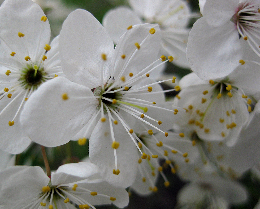 Изображение особи Prunus cerasifera.