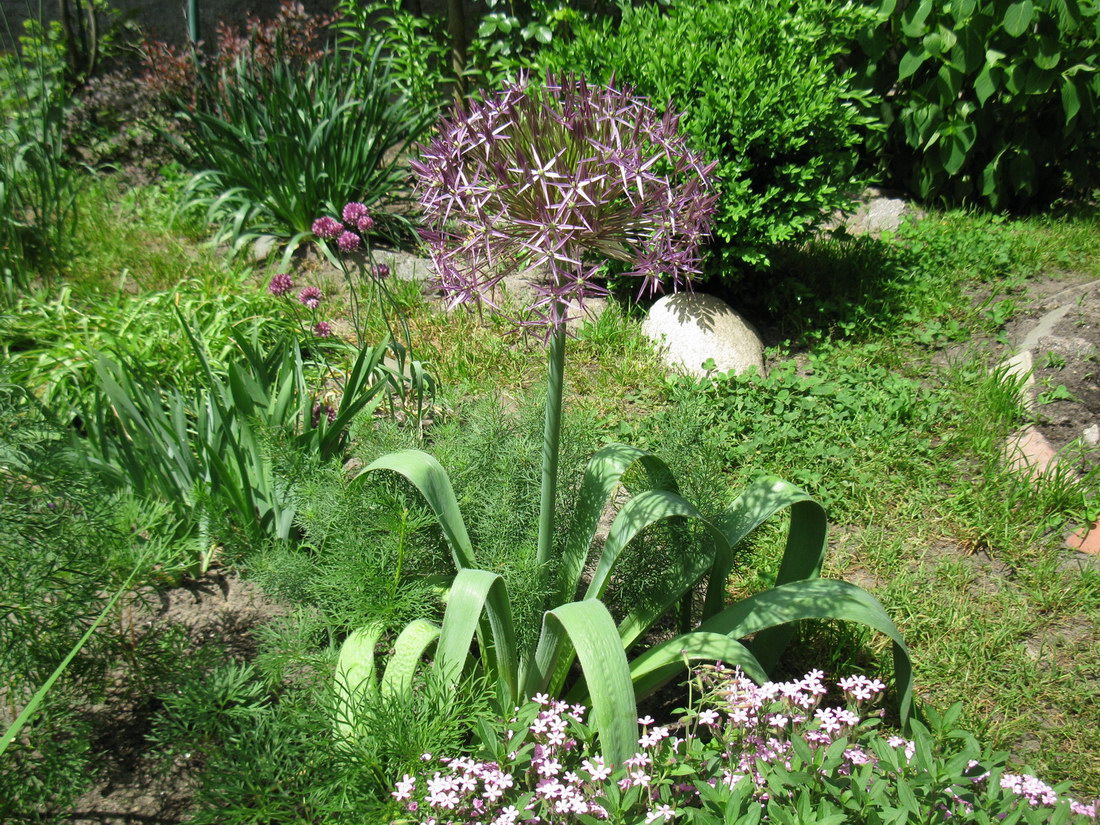Image of Allium cristophii specimen.