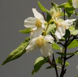 Philadelphus × lemoinei