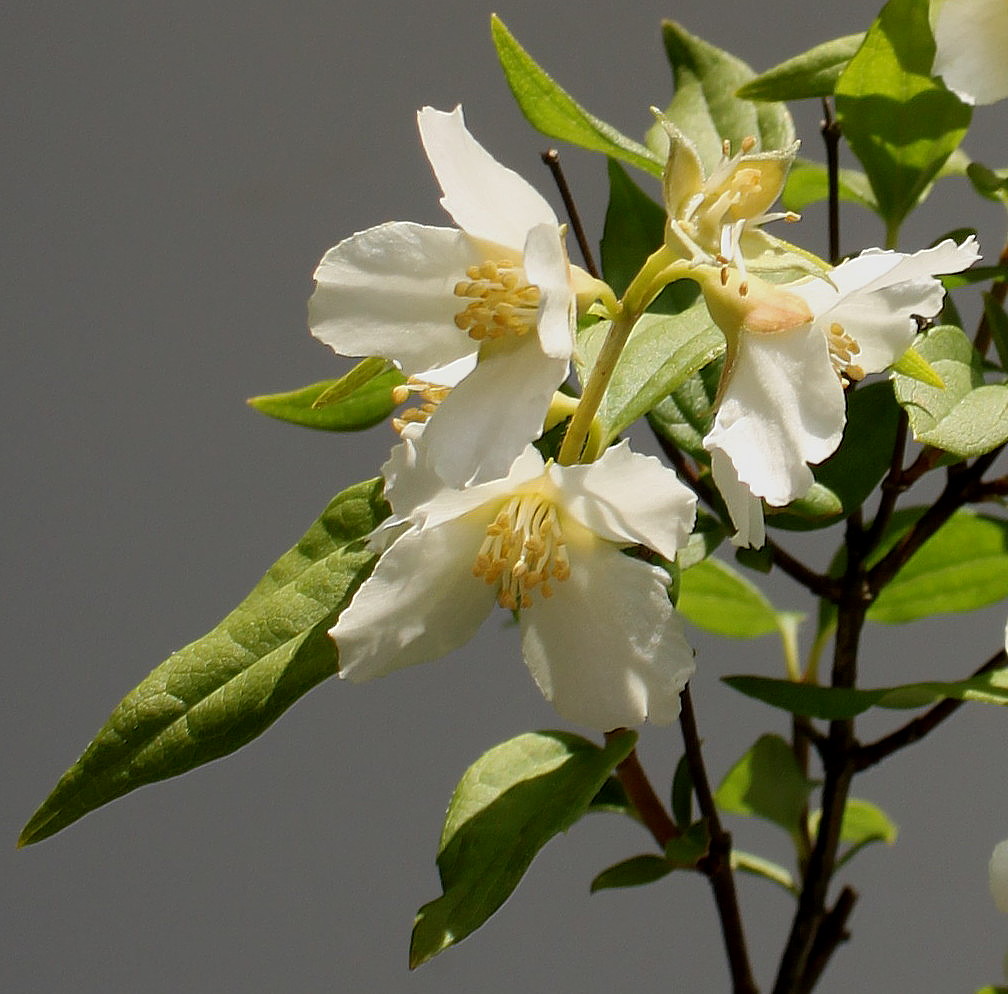 Image of Philadelphus × lemoinei specimen.