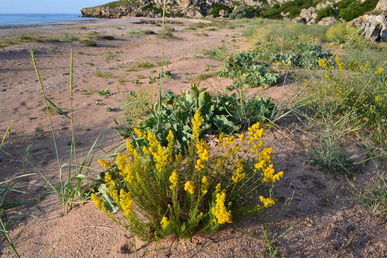 Изображение особи Galium verum.