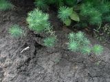 Euphorbia cyparissias