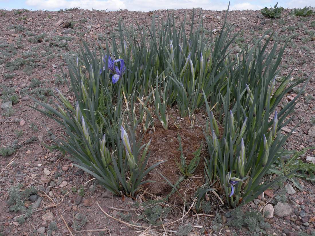 Изображение особи Iris pallasii.