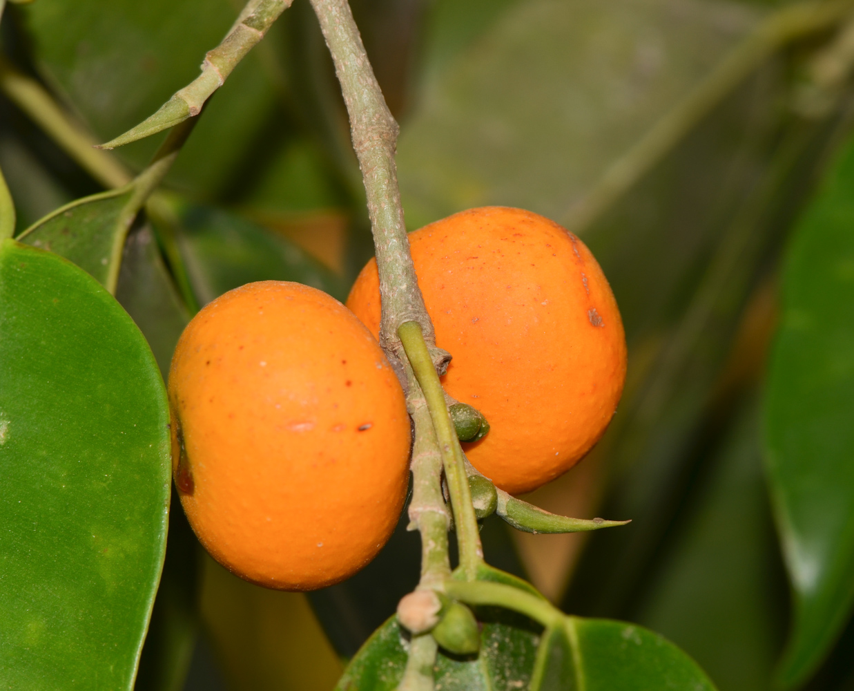 Изображение особи Ficus benjamina var. nuda.