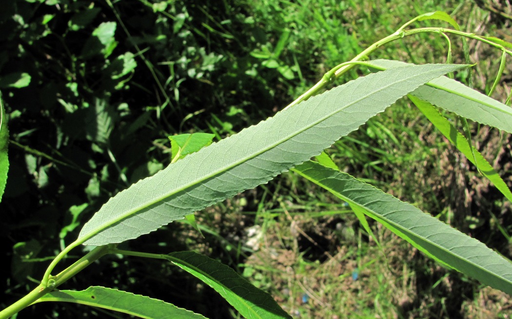 Image of Salix &times; meyeriana specimen.