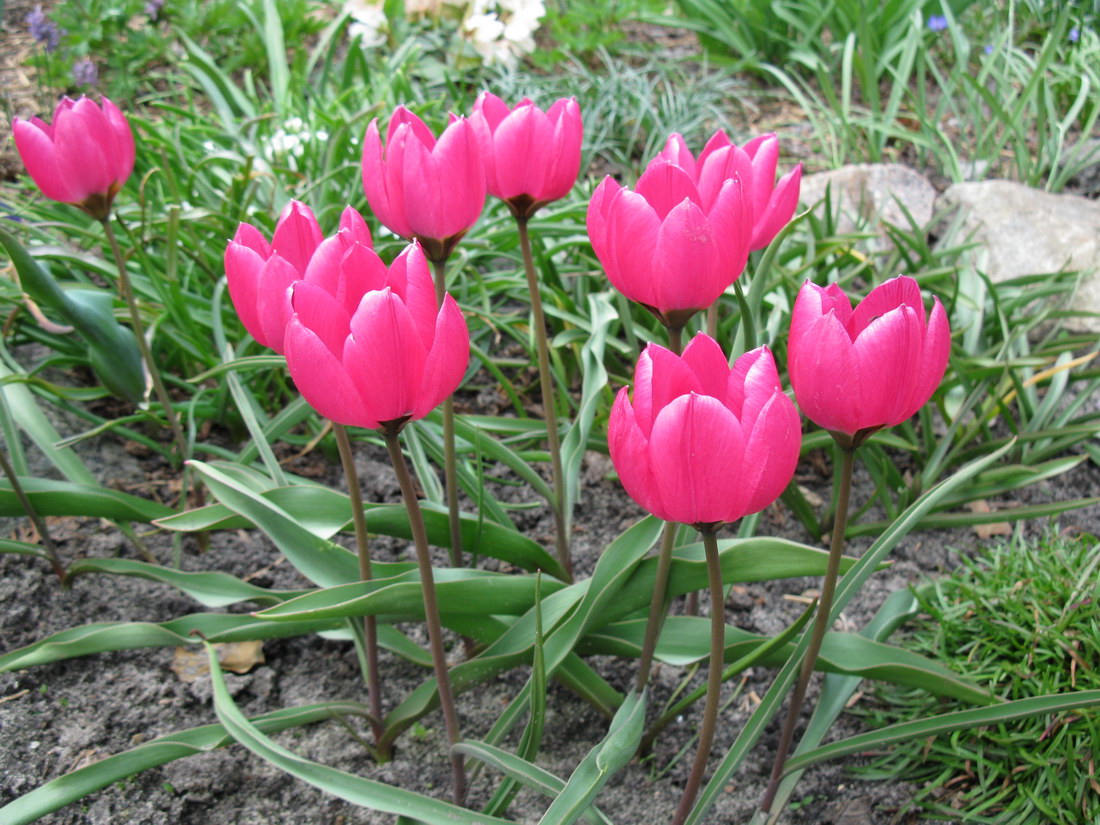 Image of Tulipa humilis specimen.
