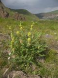 Astragalus maximus. Цветущее растение. Кабардино-Балкария, Зольский р-н, долина Джилы-Су. 27.07.2012.