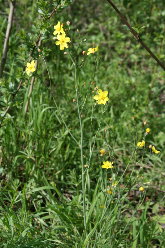 Изображение особи Bongardia chrysogonum.