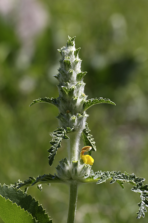 Image of Phlomoides speciosa specimen.