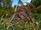 Phragmites australis