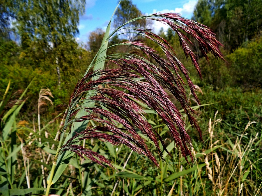 Image of Phragmites australis specimen.
