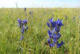 Gentiana decumbens
