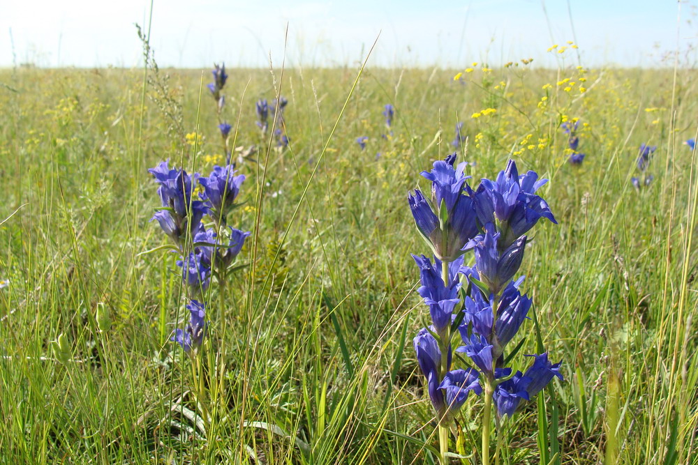 Изображение особи Gentiana decumbens.