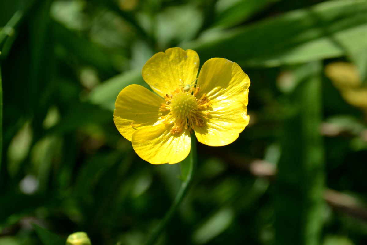 Изображение особи Ranunculus lingua.