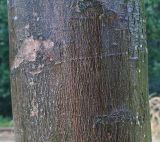 Acer saccharinum. Часть ствола молодого дерева ('Pyramidalis'). Нидерланды, г. Venlo, \"Floriada 2012\". 11.09.2012.