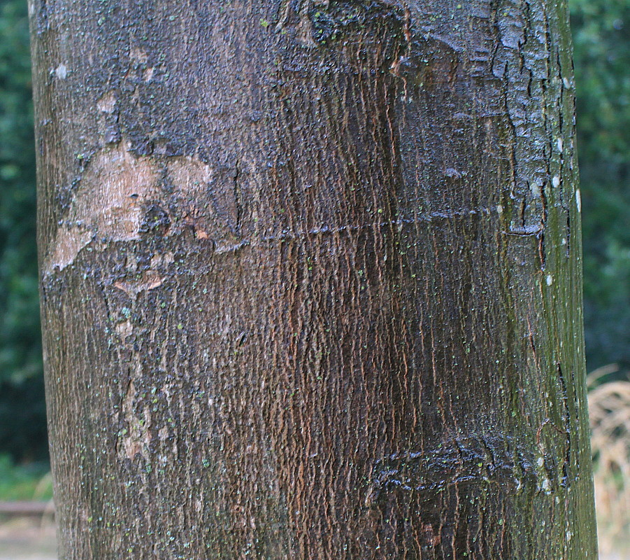 Image of Acer saccharinum specimen.