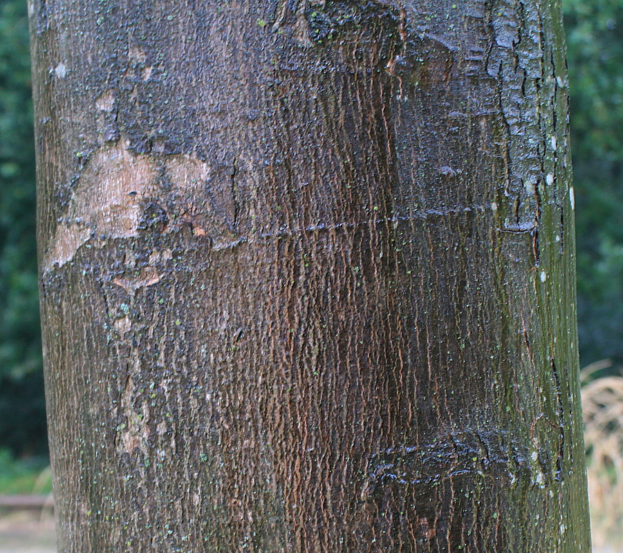 Image of Acer saccharinum specimen.