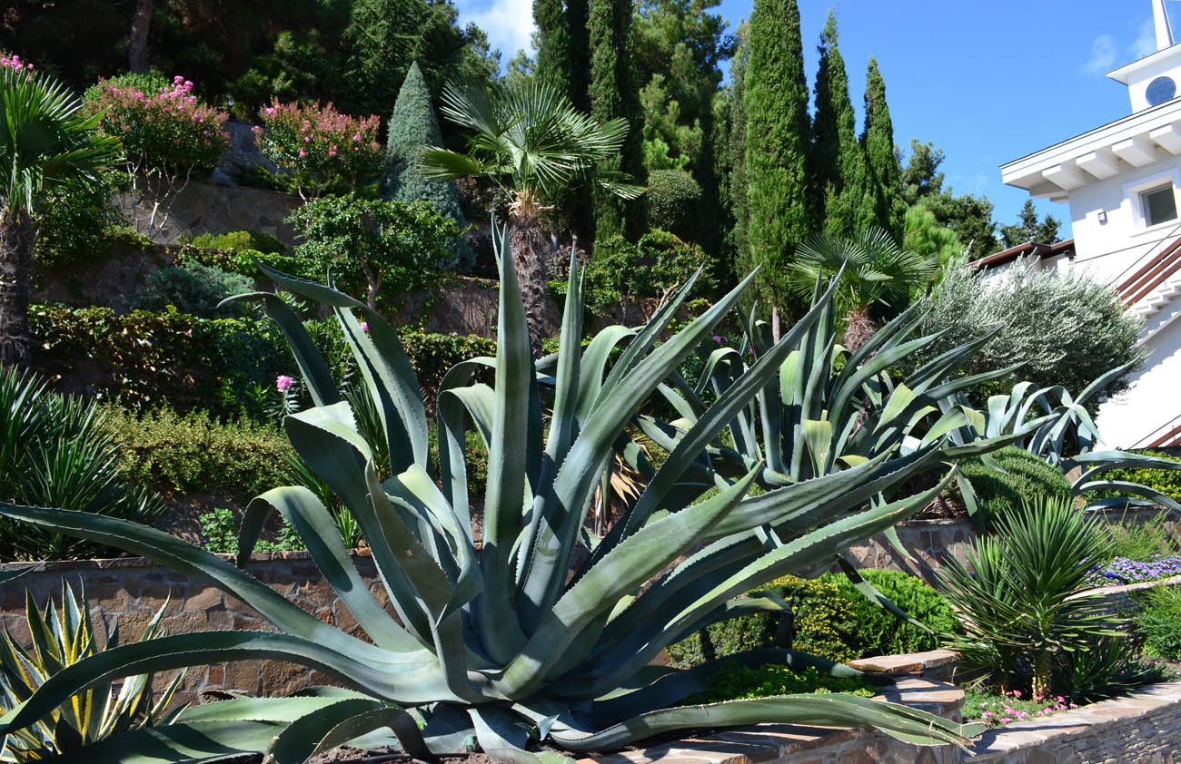 Изображение особи Agave americana.