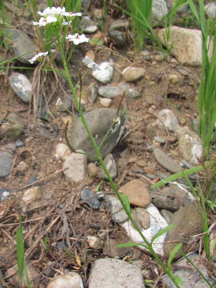 Image of Dontostemon pinnatifidus specimen.