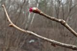 Corylus avellana