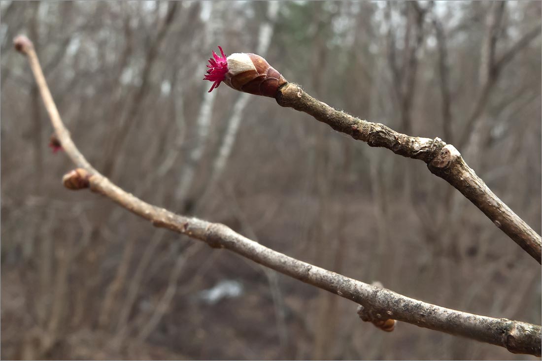 Image of Corylus avellana specimen.