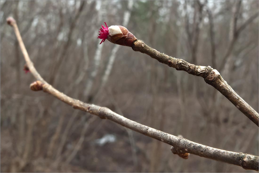 Изображение особи Corylus avellana.