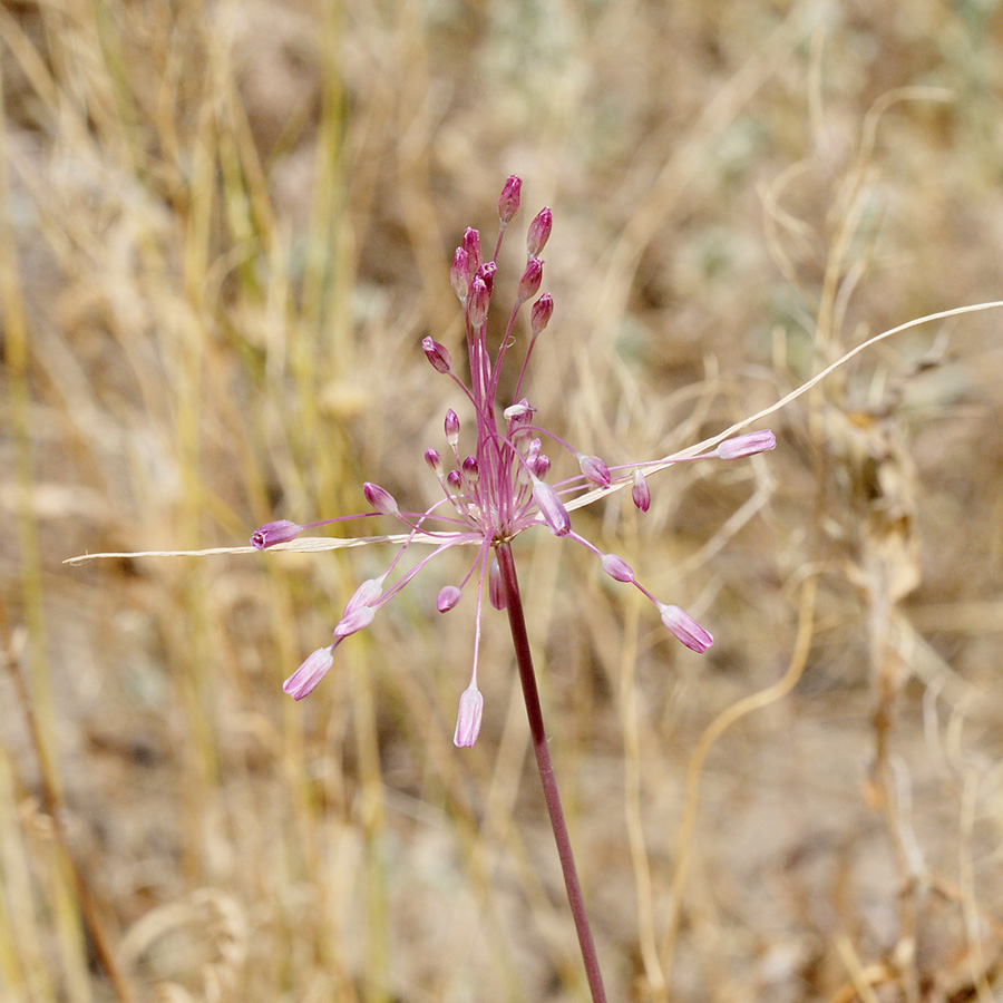 Image of Allium praescissum specimen.