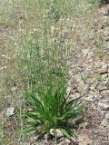 Plantago lanceolata