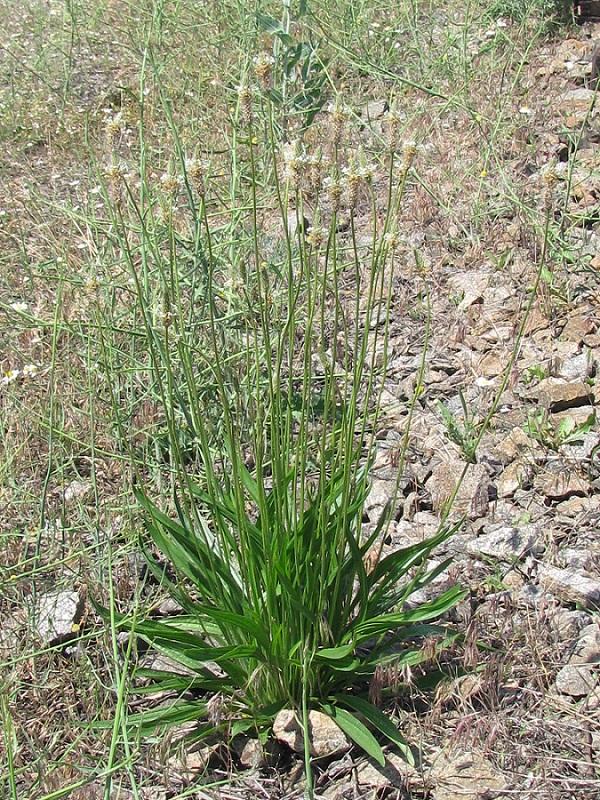 Image of Plantago lanceolata specimen.