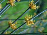 Ephedra intermedia