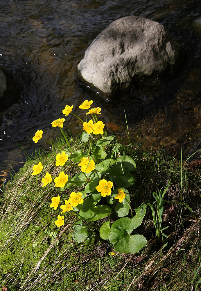 Image of Caltha palustris specimen.