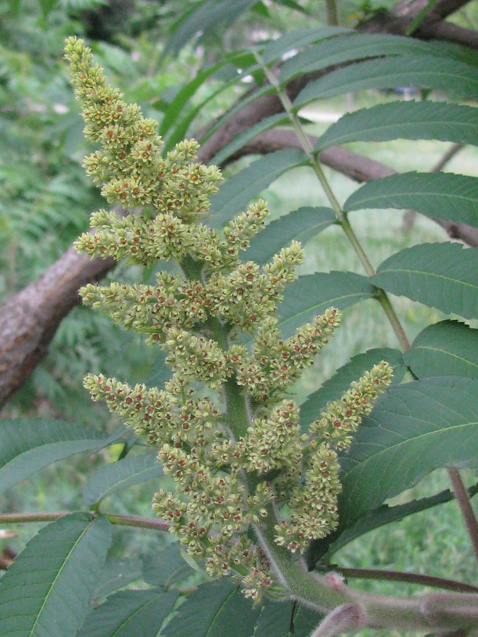 Image of Rhus typhina specimen.