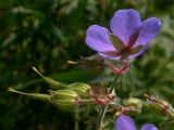 Geranium pratense