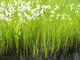 Eriophorum gracile