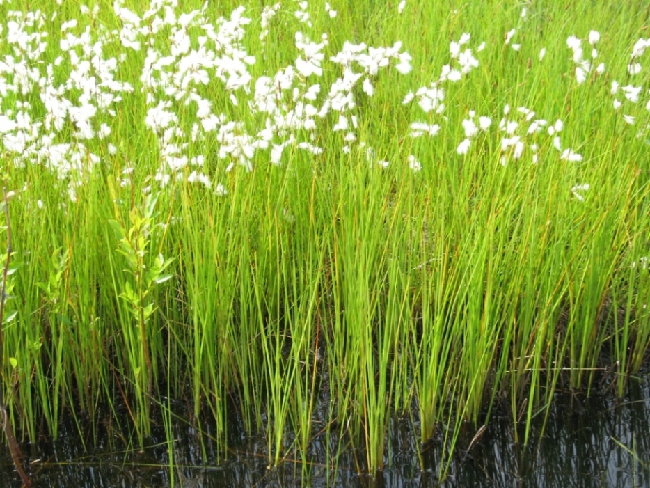 Изображение особи Eriophorum gracile.