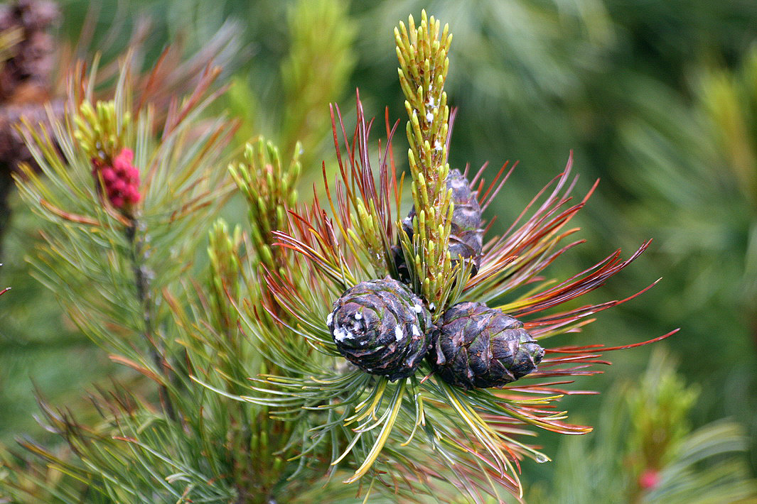 Image of Pinus pumila specimen.