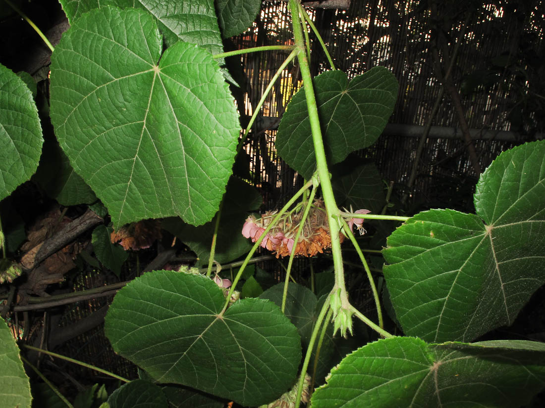 Изображение особи Dombeya &times; cayeuxii.