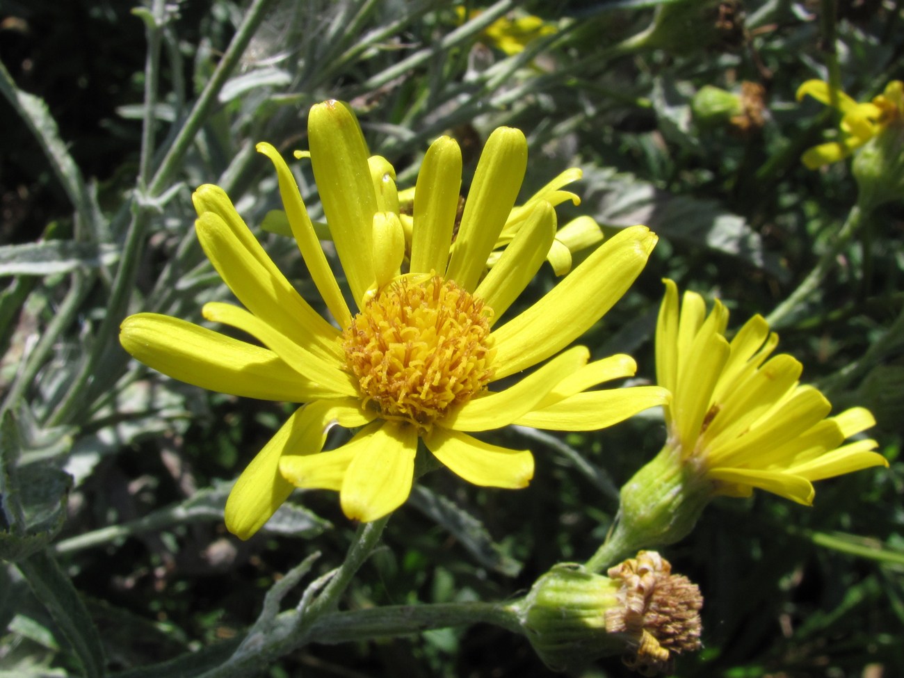 Image of Senecio tataricus specimen.