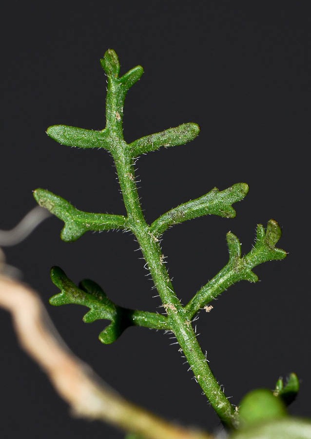 Изображение особи Carrichtera annua.