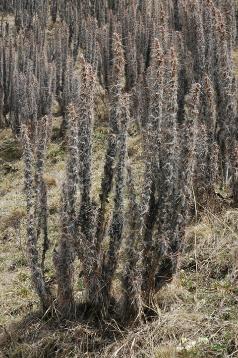 Image of Caragana jubata specimen.