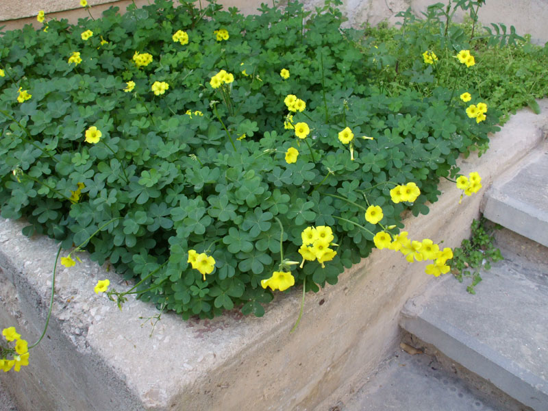 Image of Oxalis pes-caprae specimen.