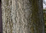 Styphnolobium japonicum. Нижняя часть ствола взрослого дерева. Германия, г. Кемпен, в озеленении улицы. 28.03.2013.