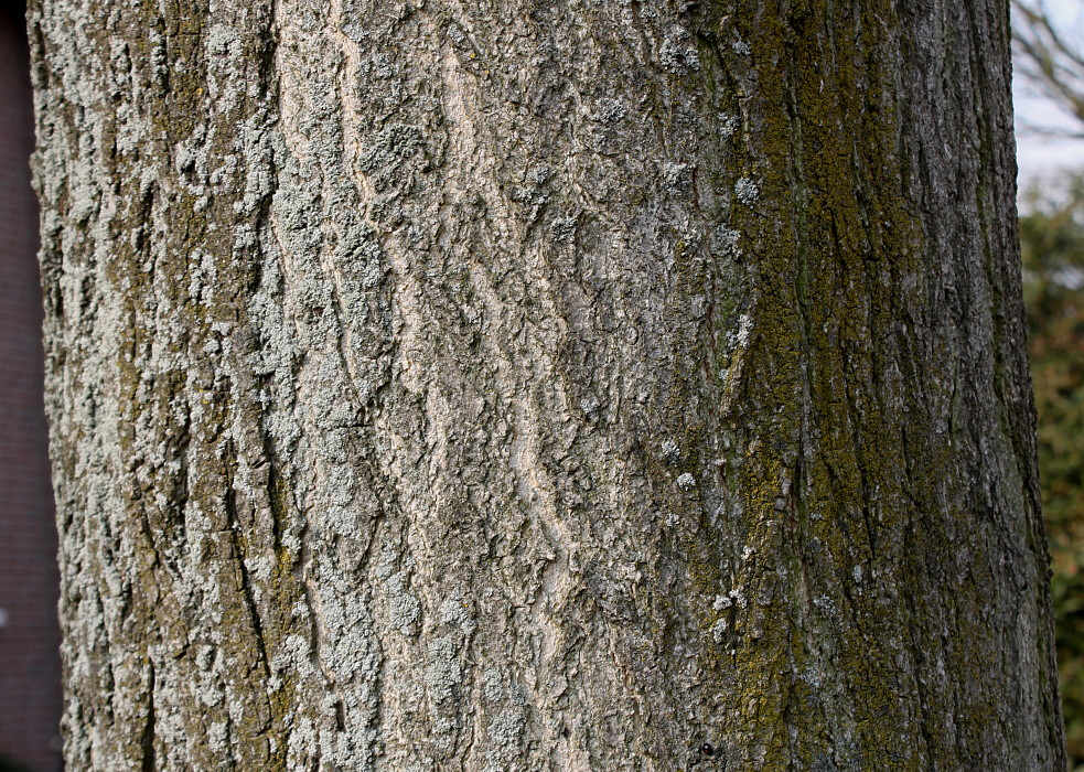 Image of Styphnolobium japonicum specimen.