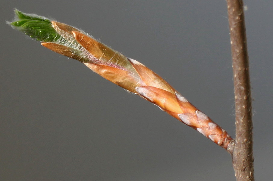 Image of Fagus sylvatica specimen.