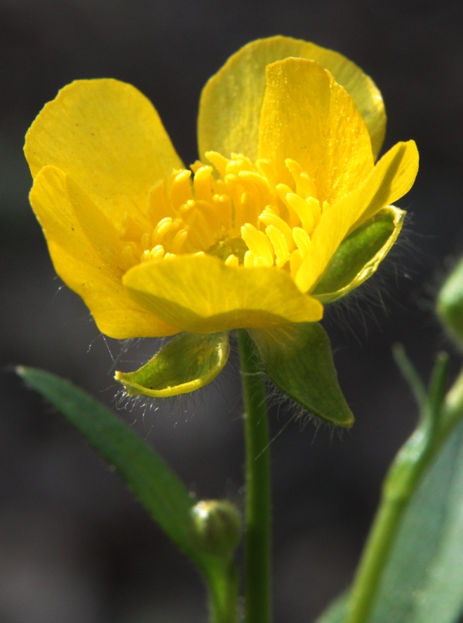 Изображение особи Ranunculus constantinopolitanus.