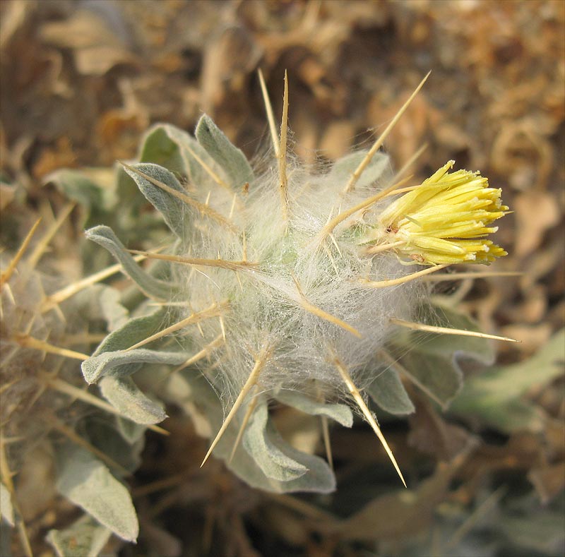 Image of Centaurea eriophora specimen.