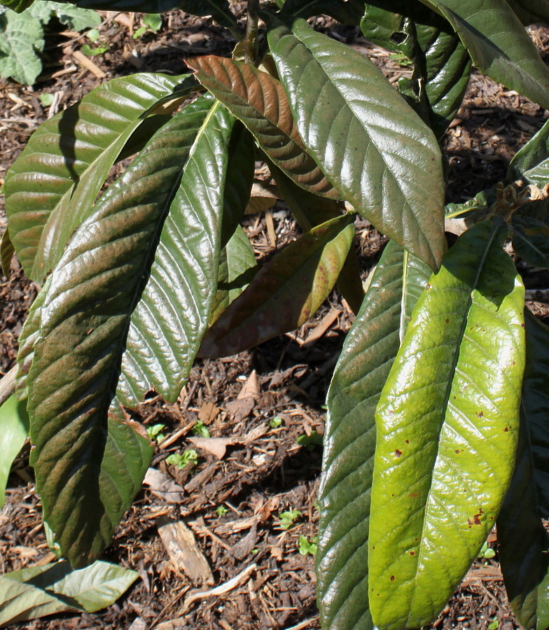 Image of Eriobotrya japonica specimen.