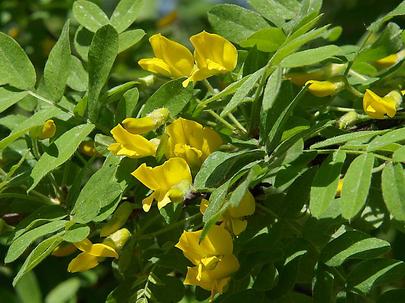 Изображение особи Caragana arborescens.